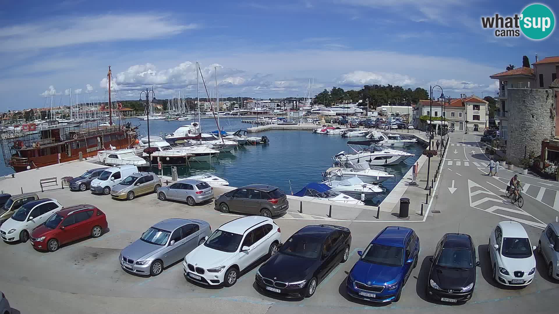 Novigrad | Porporela marina