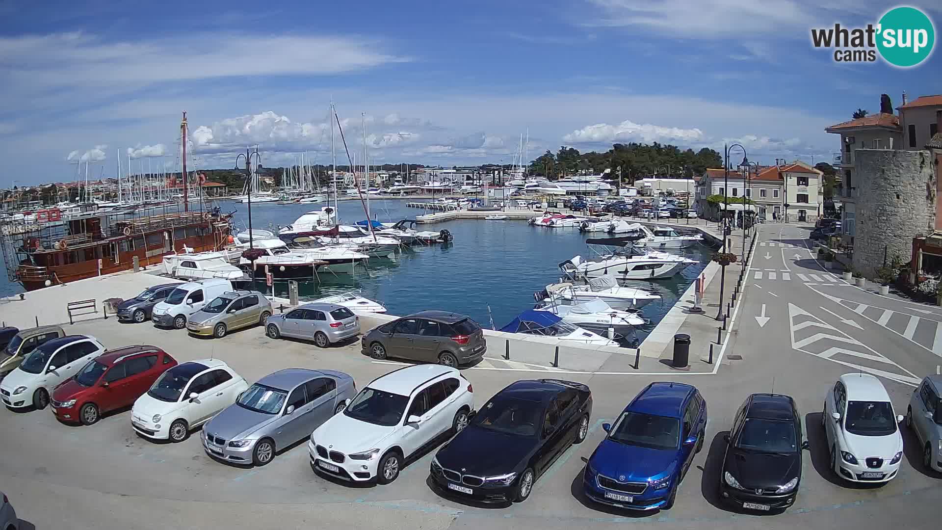 Novigrad | Porporela marina
