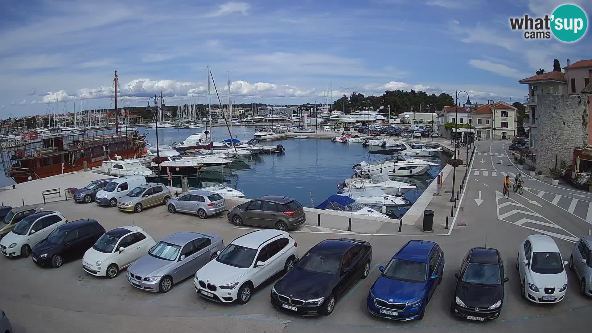 Novigrad | Porporela marina