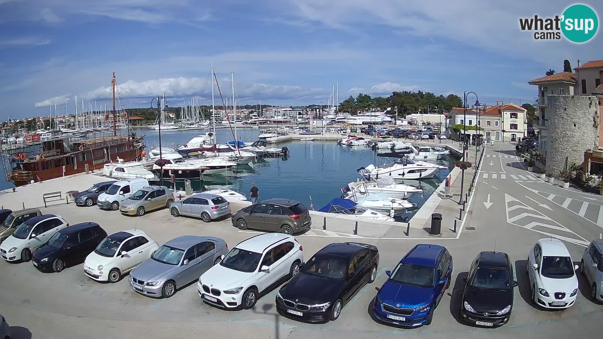 Novigrad | Porporela marina