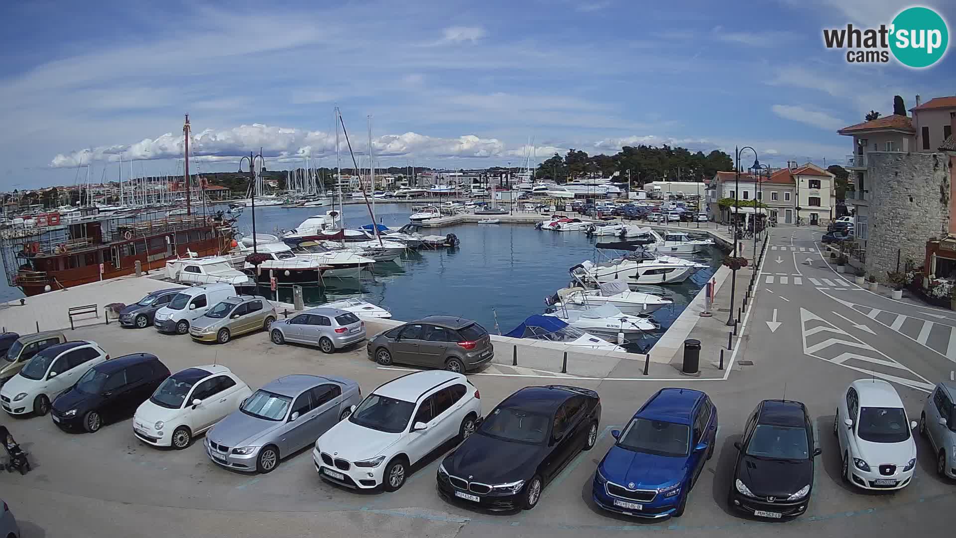 Novigrad | Porporela marina