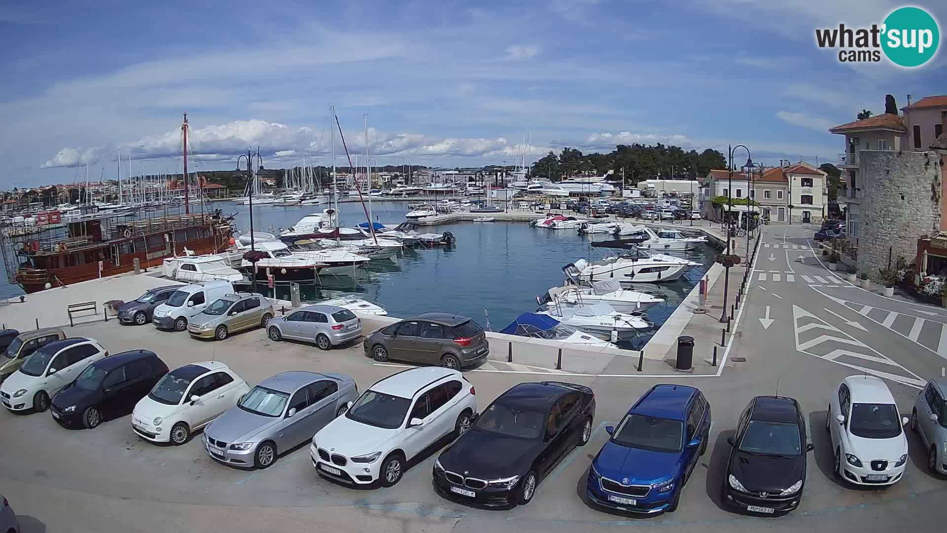 Novigrad | Porporela marina