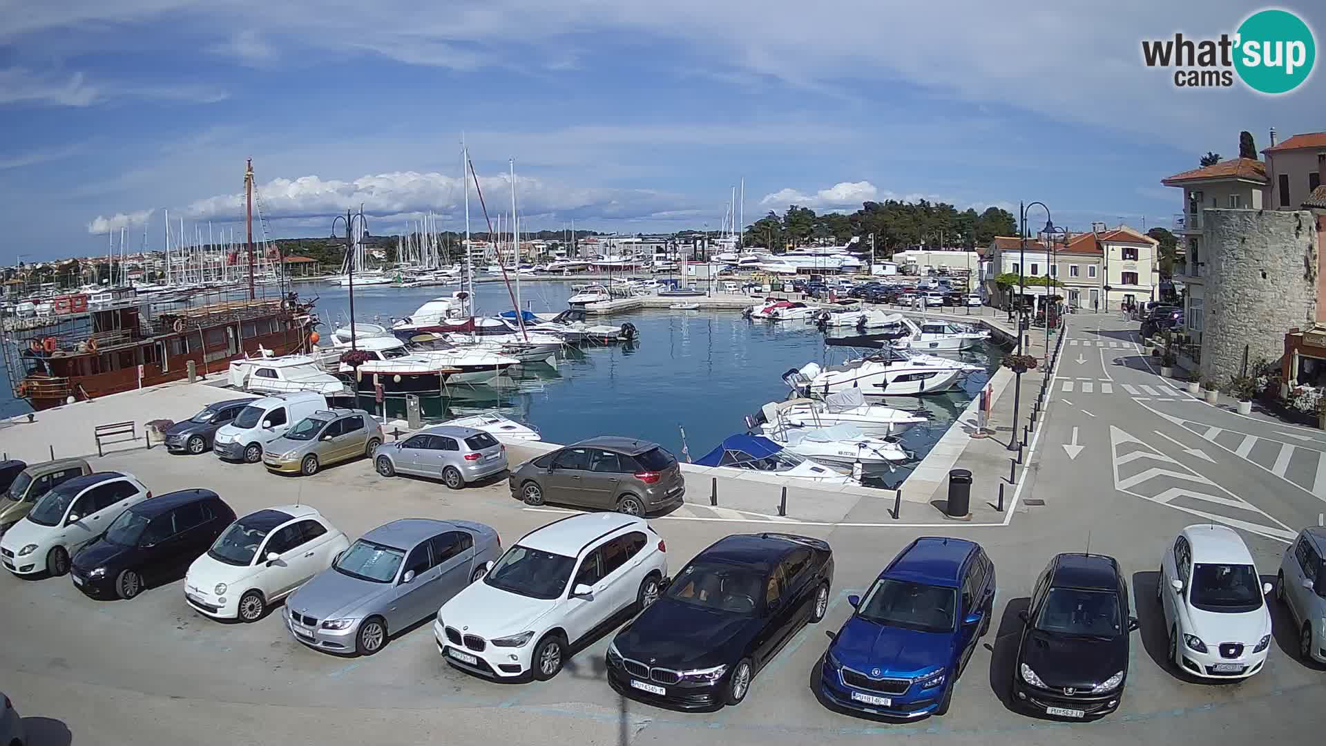 Novigrad | Porporela marina