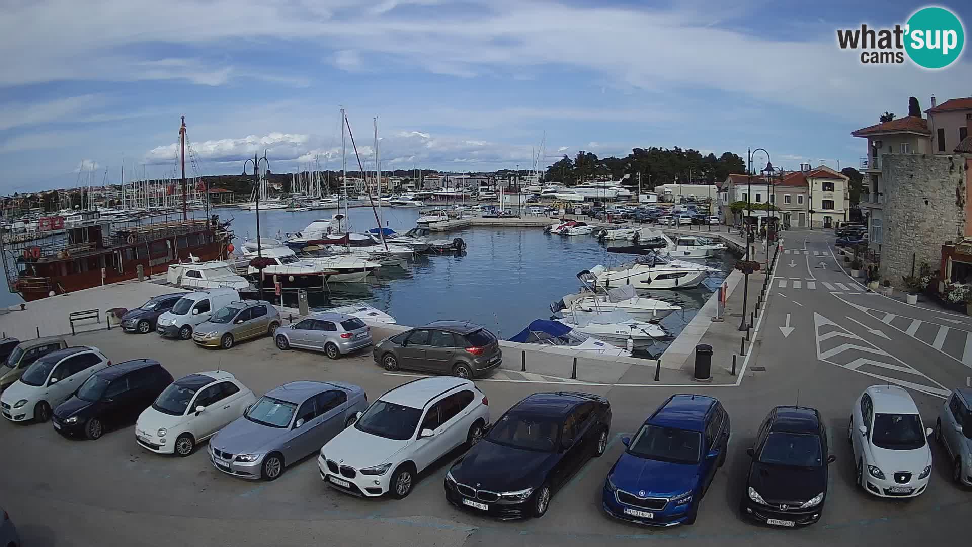 Novigrad | Porporela marina