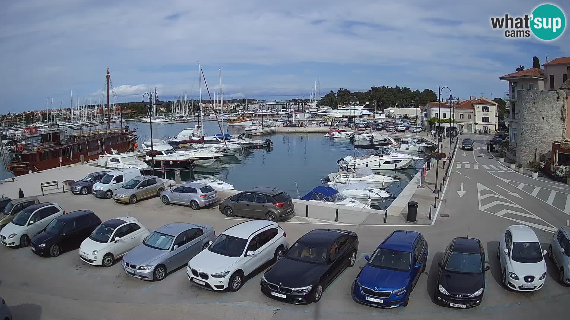 Novigrad | Porporela marina