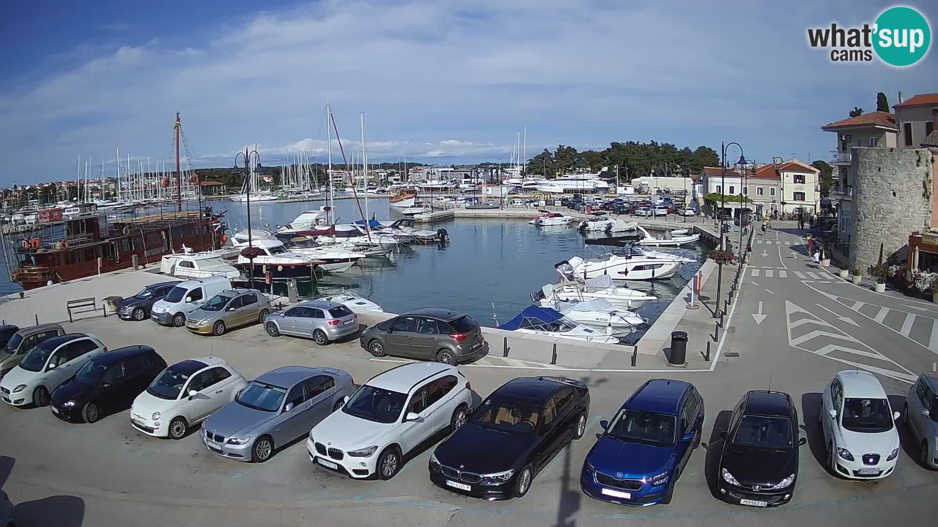 Novigrad | Porporela marina