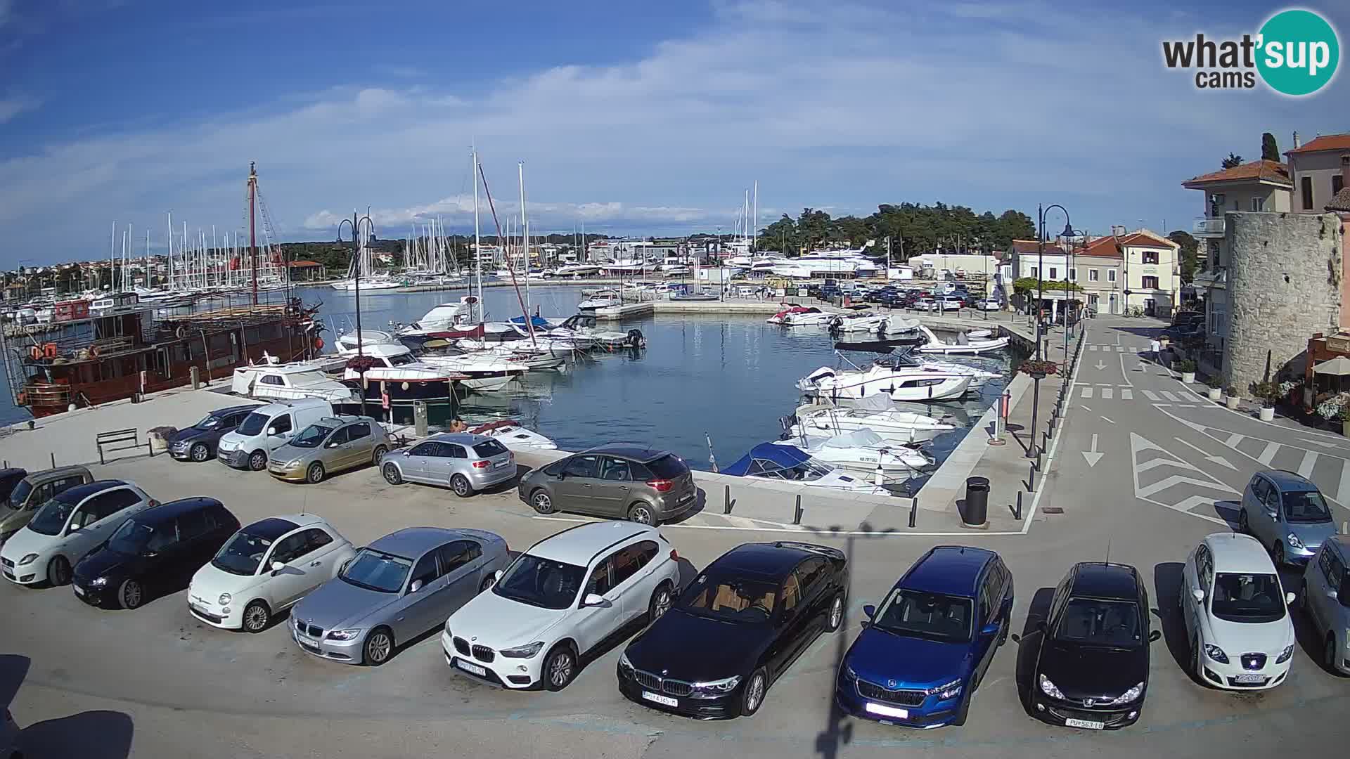 Novigrad | Porporela marina