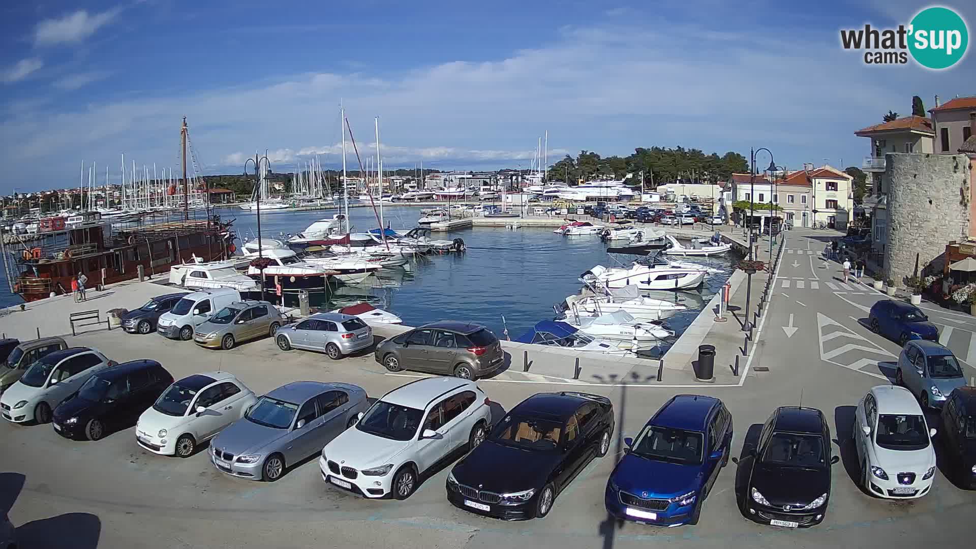 Novigrad | Porporela marina