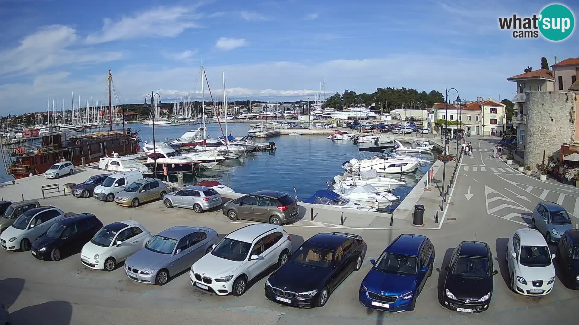 Novigrad | Porporela marina