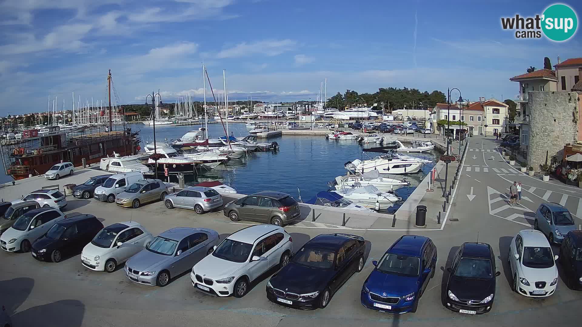 Novigrad | Porporela marina
