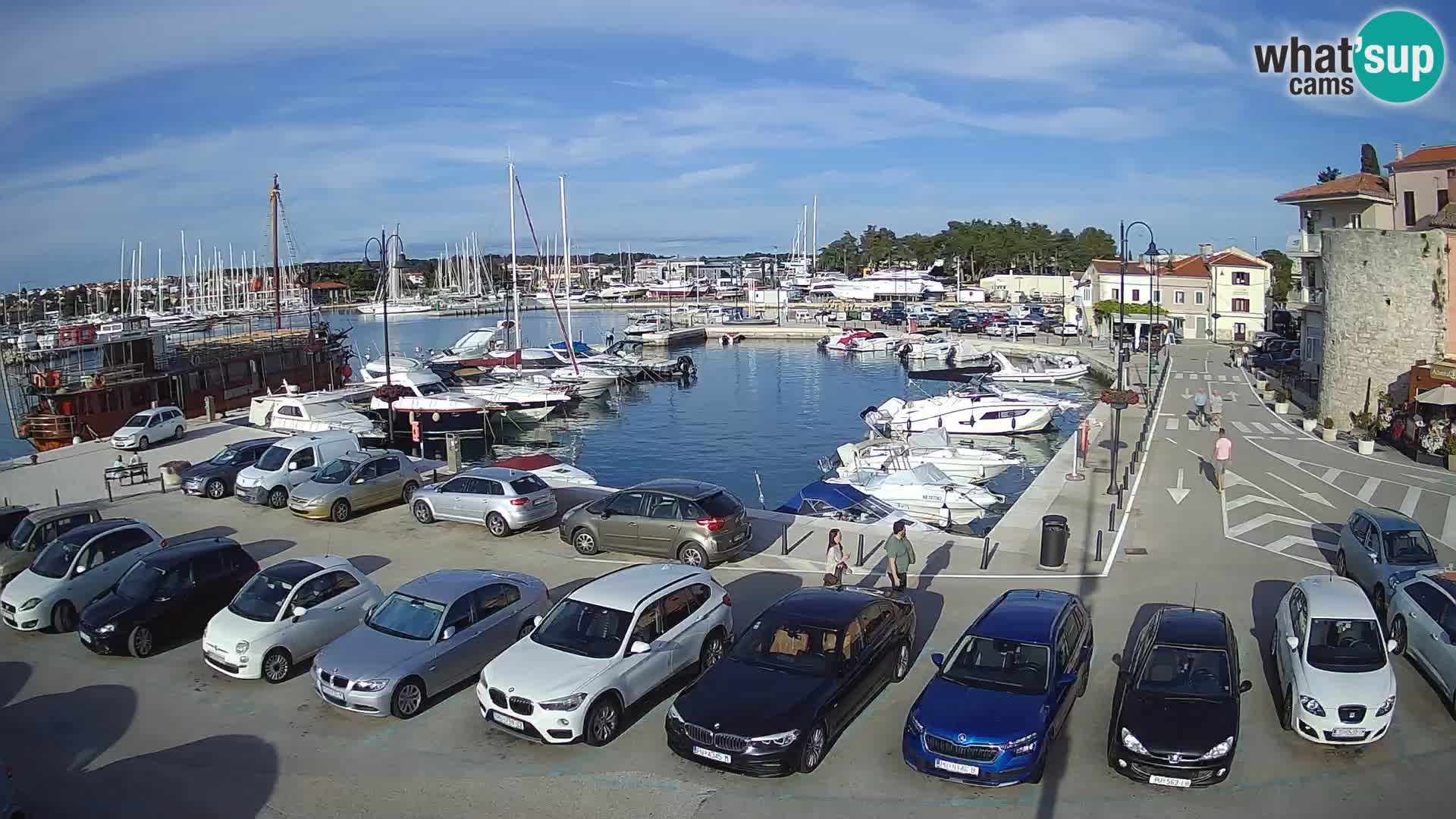 Novigrad | Porporela marina