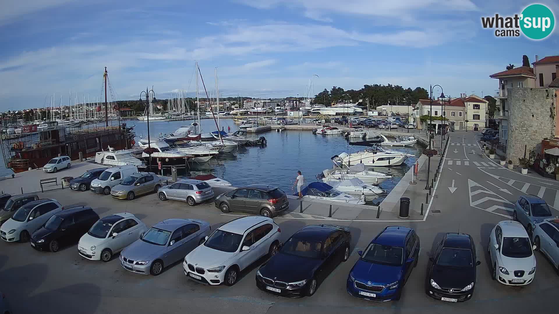 Novigrad | Porporela marina