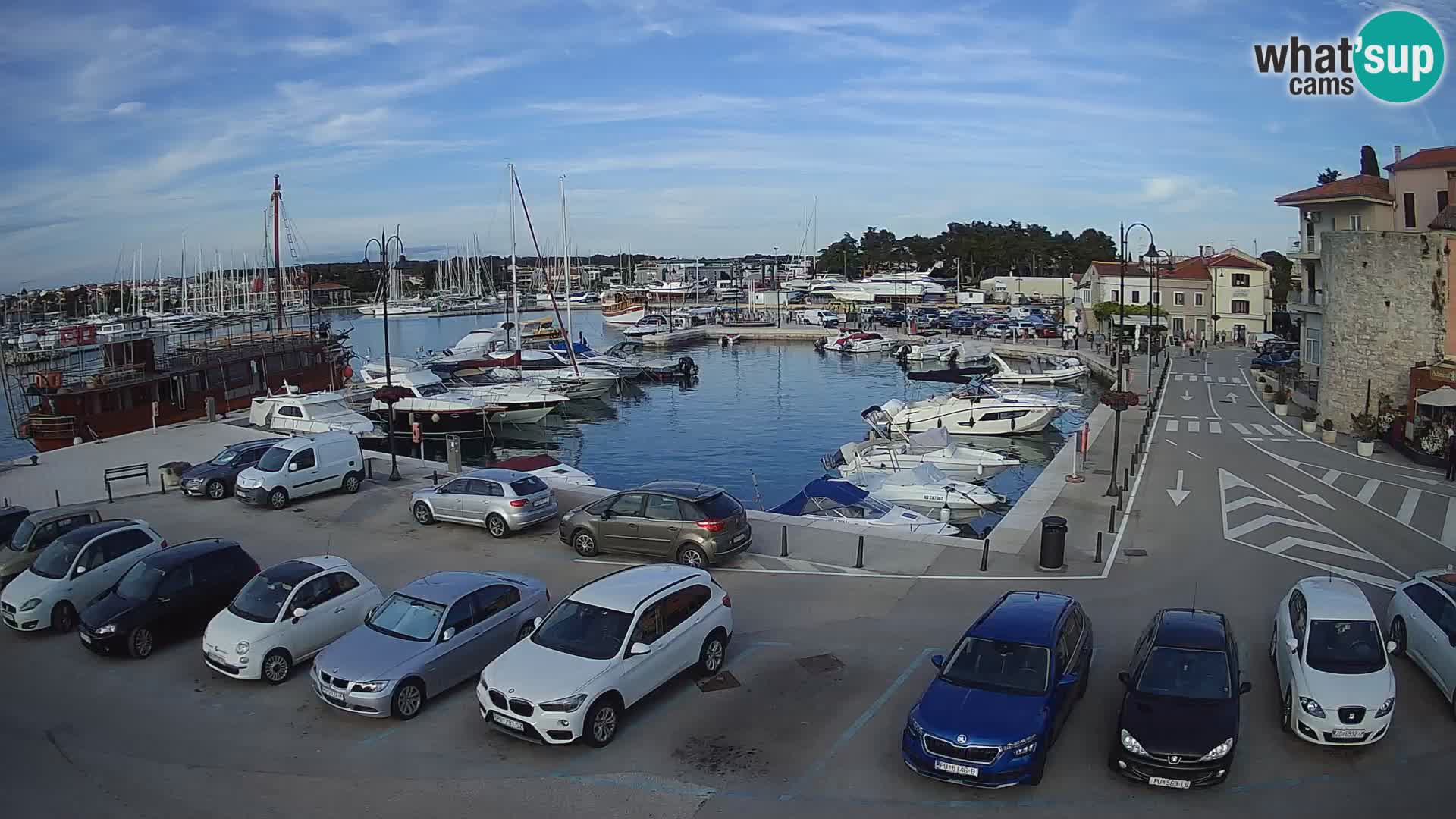 Novigrad | Porporela marina