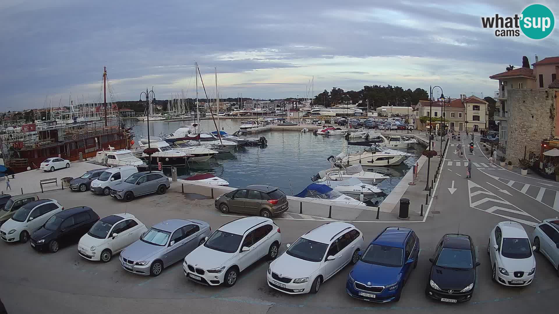 Novigrad | Porporela marina