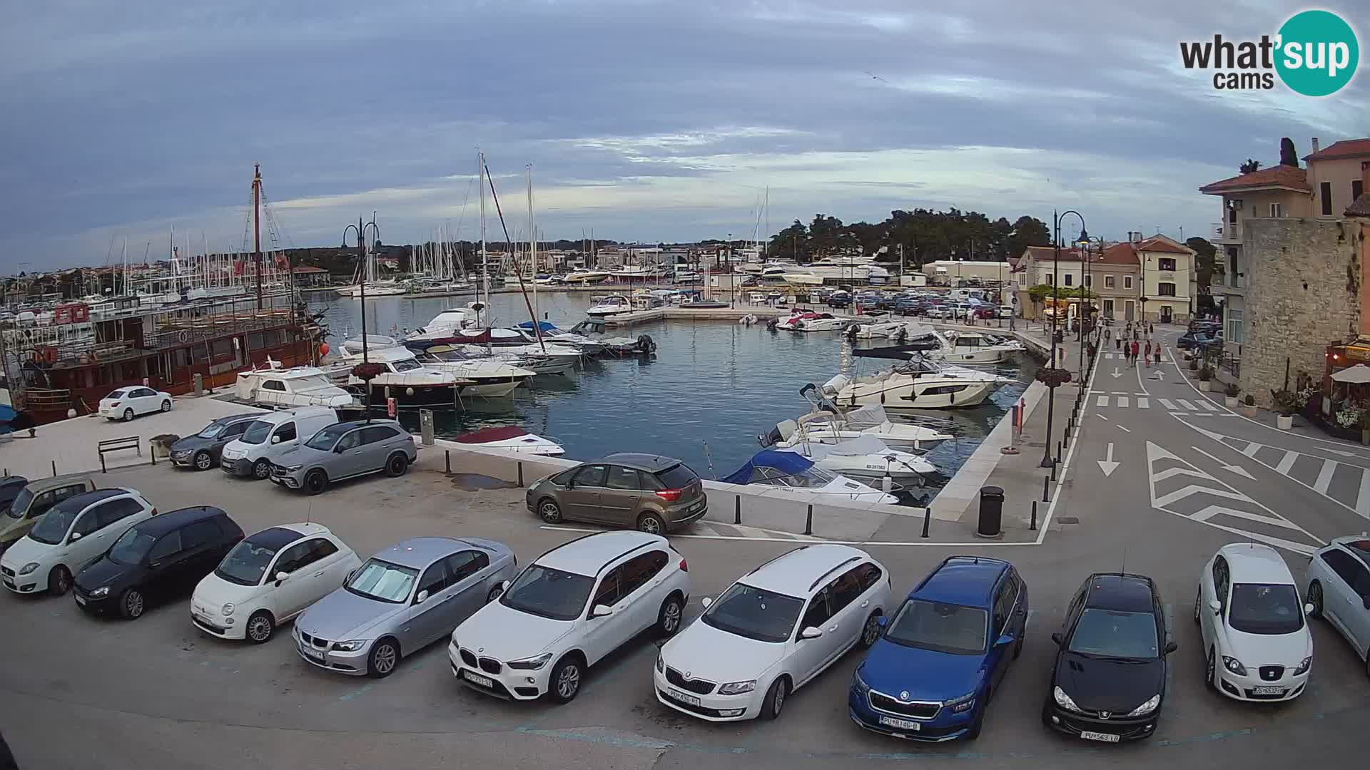 Novigrad | Porporela marina
