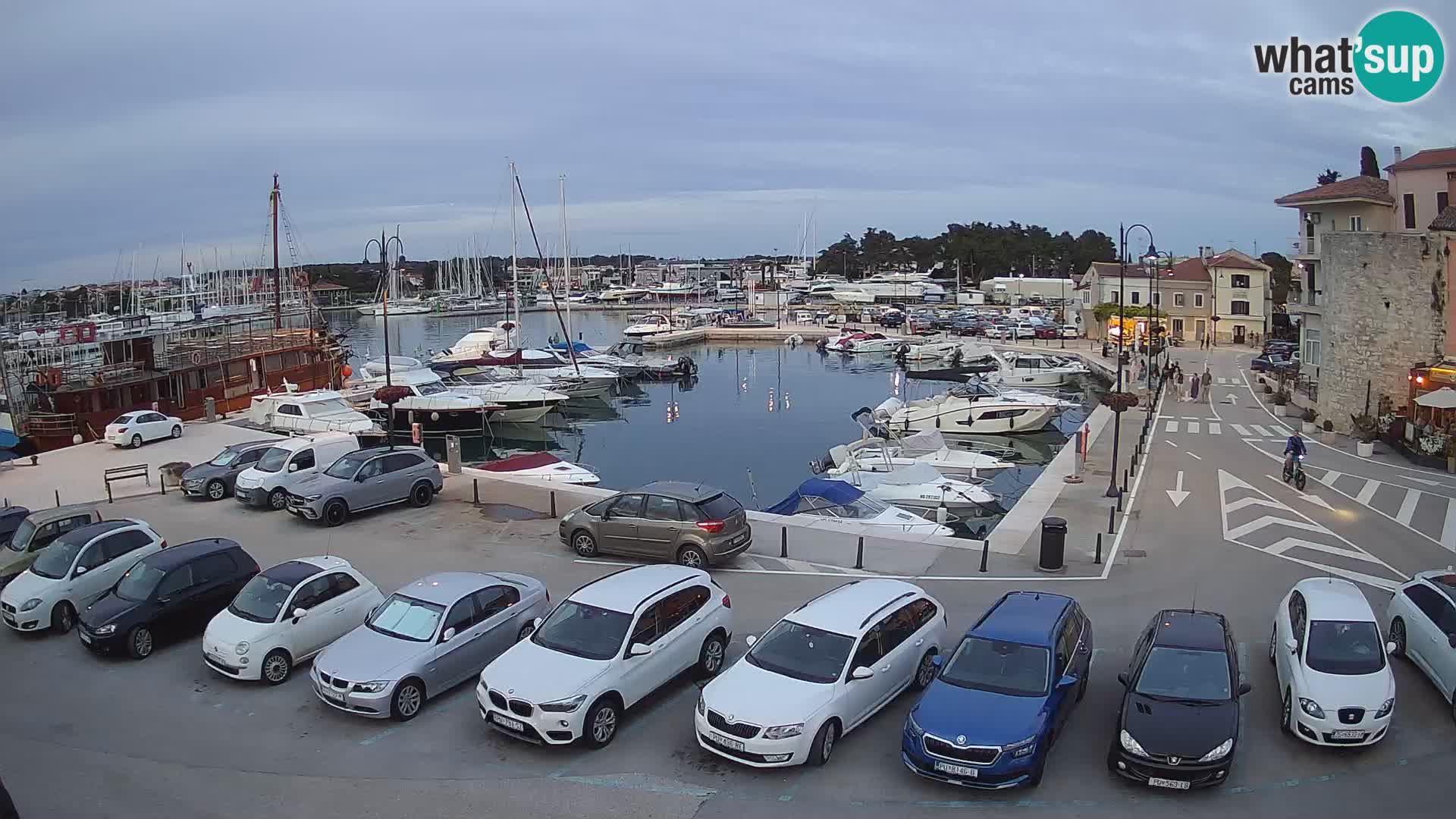 Novigrad | Porporela marina