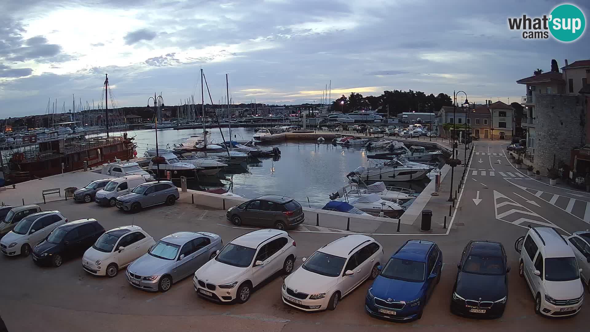 Novigrad | Porporela marina