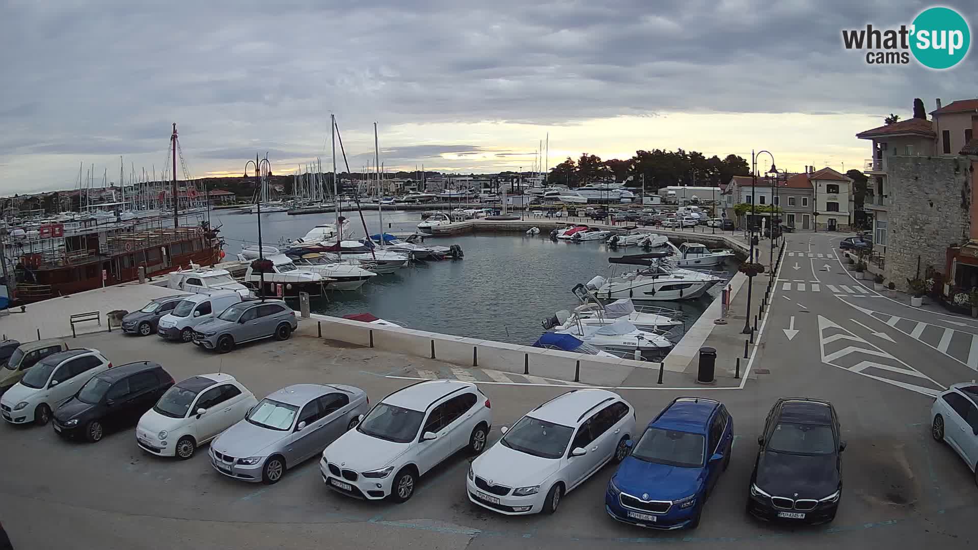 Novigrad | Porporela marina