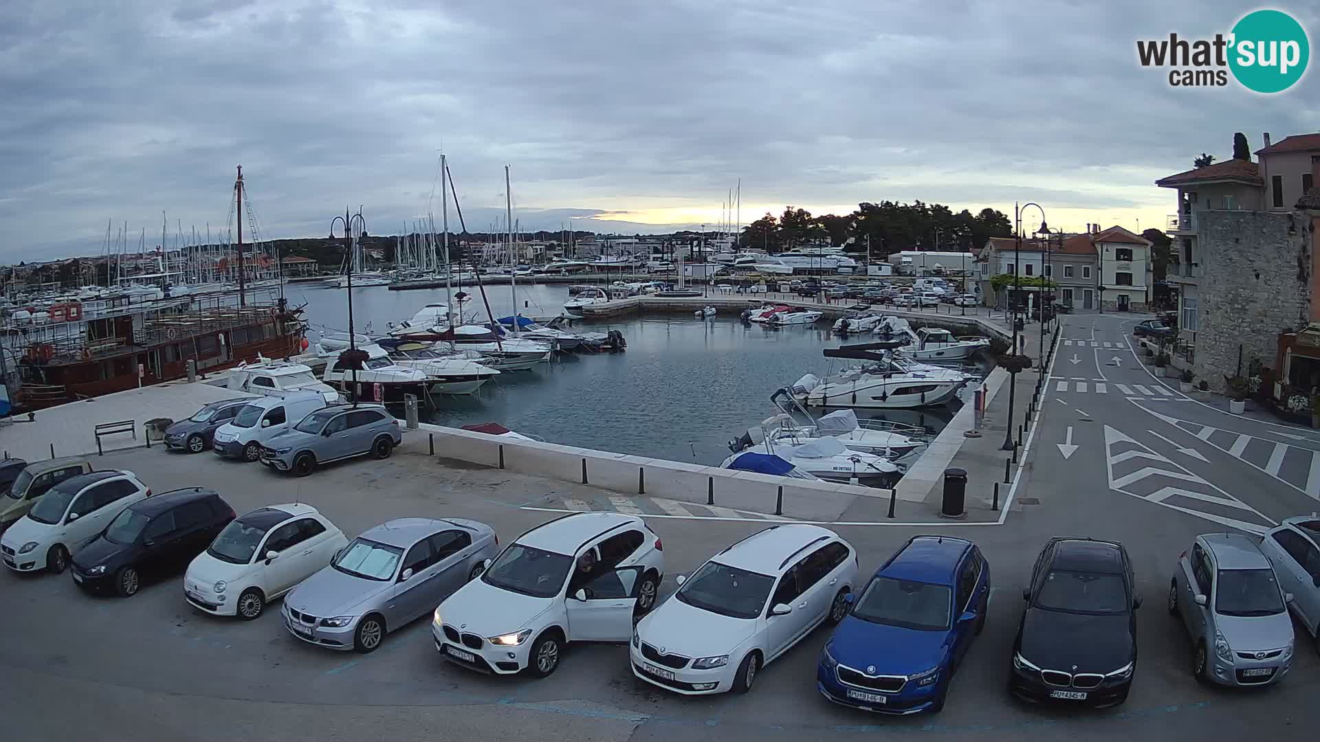 Novigrad | Porporela marina