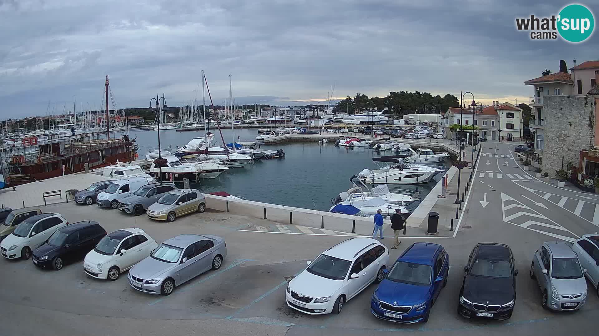 Novigrad | Porporela marina