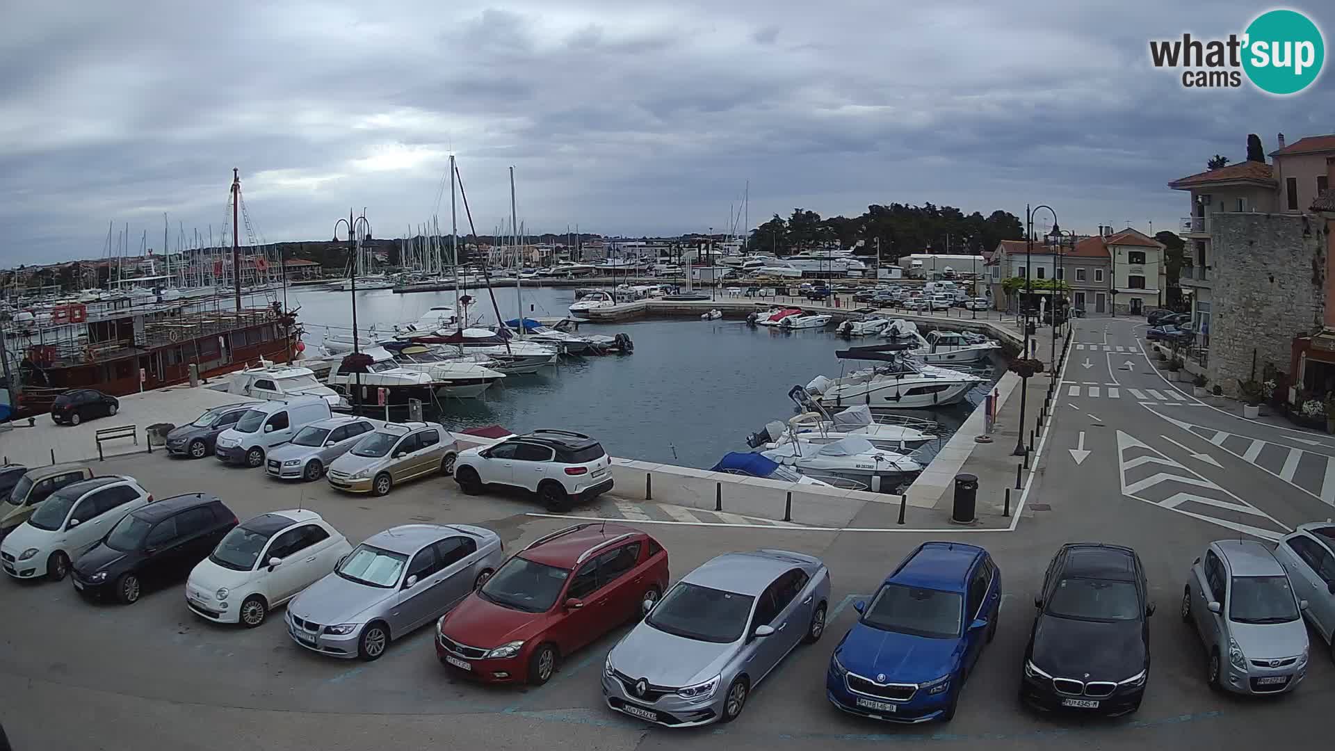Novigrad | Porporela marina