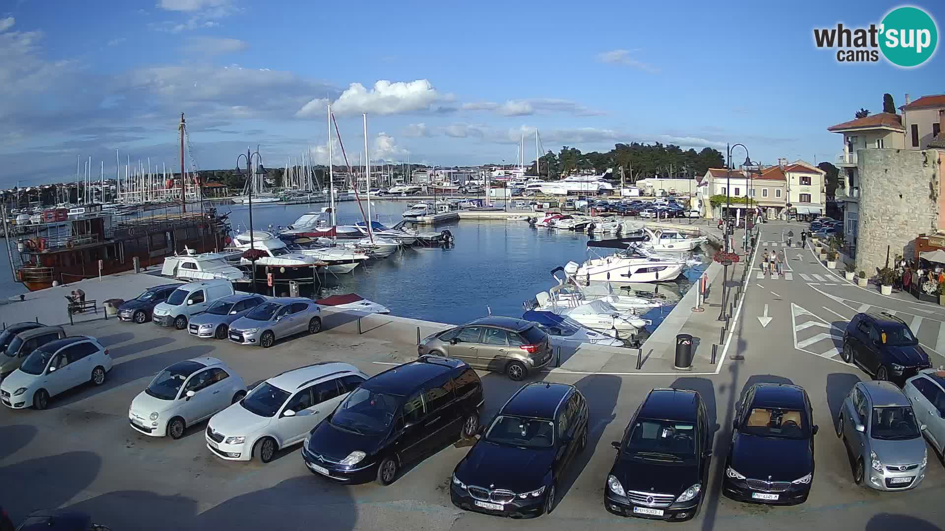 Novigrad | Porporela marina