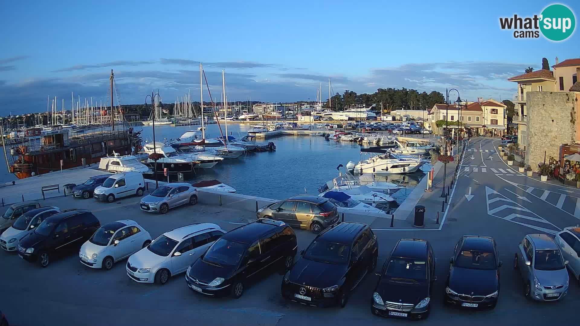 Novigrad | Porporela marina
