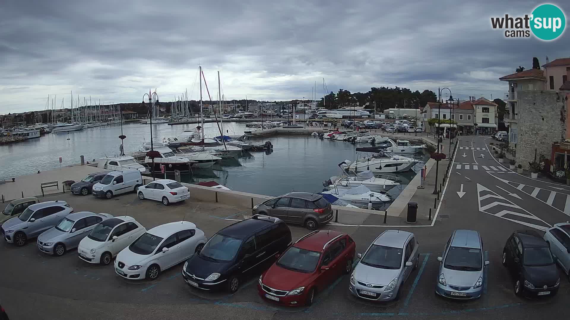 Novigrad | Porporela marina