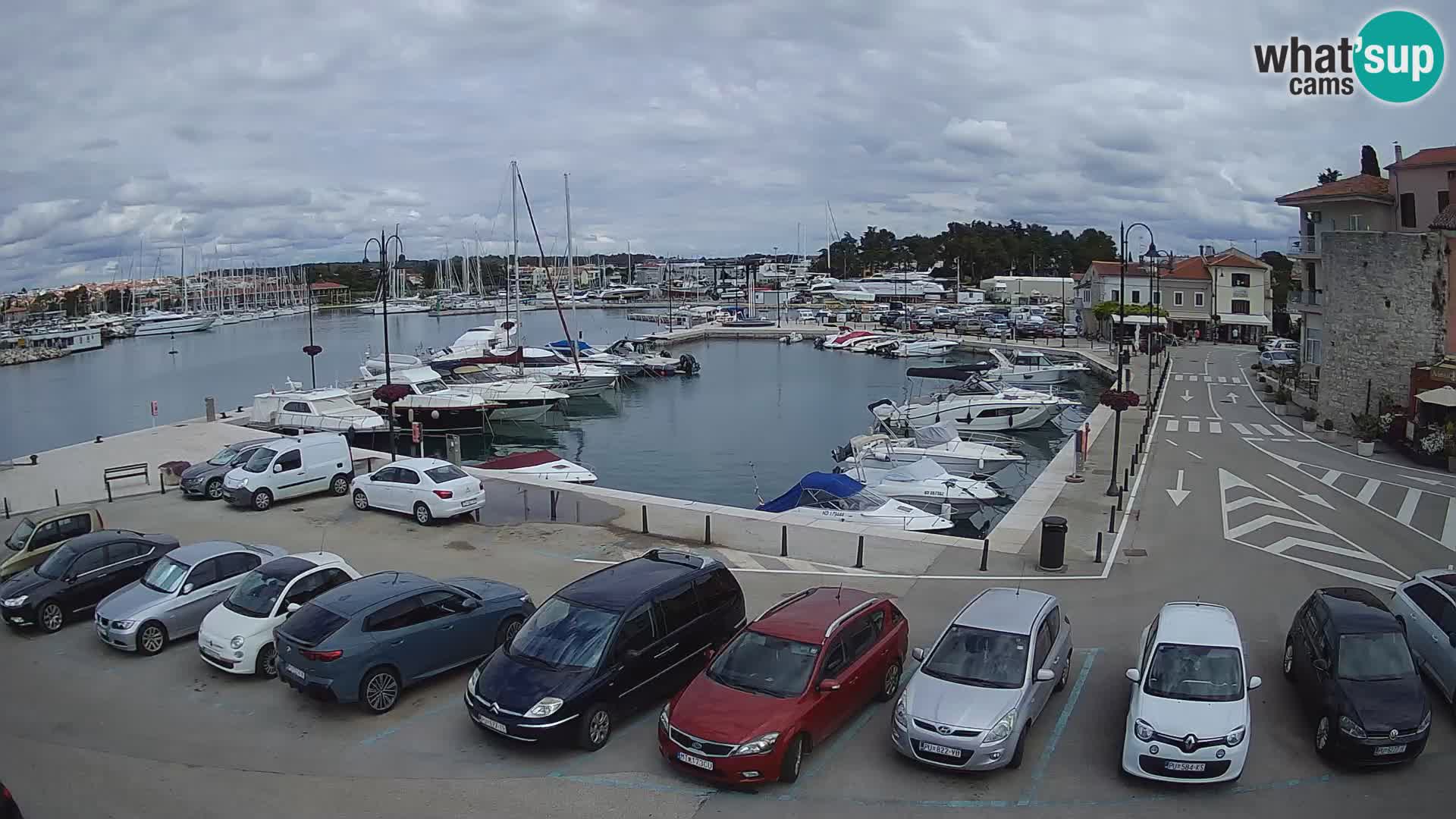 Novigrad | Porporela marina