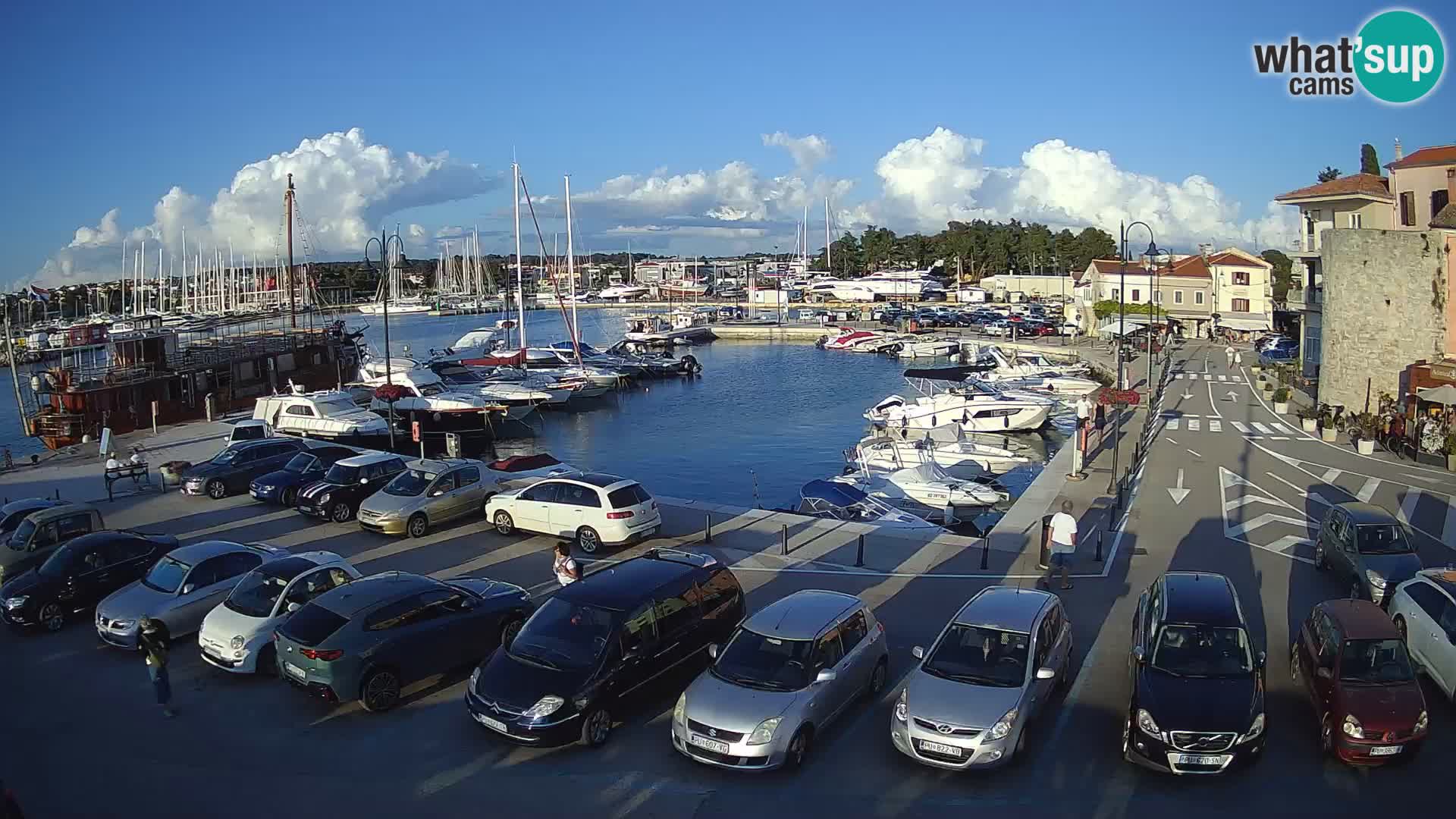 Novigrad | Porporela marina