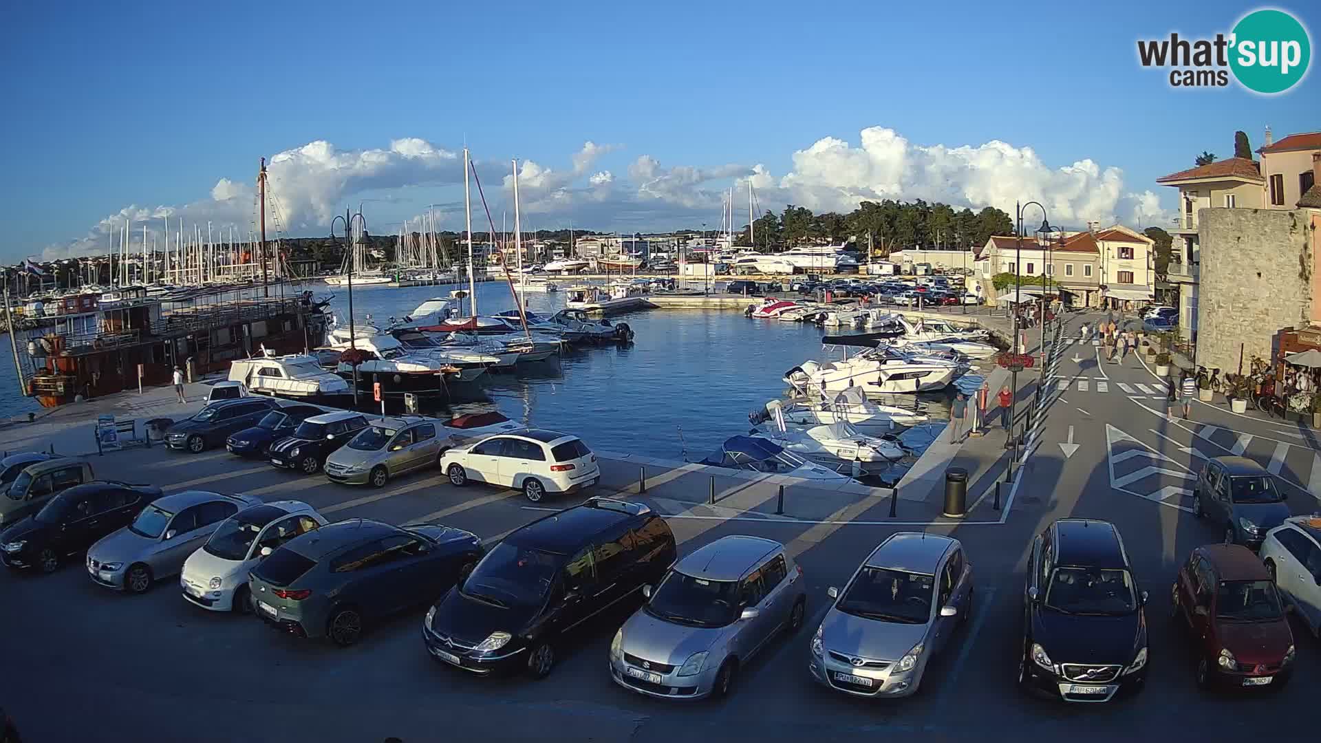 Novigrad | Porporela marina