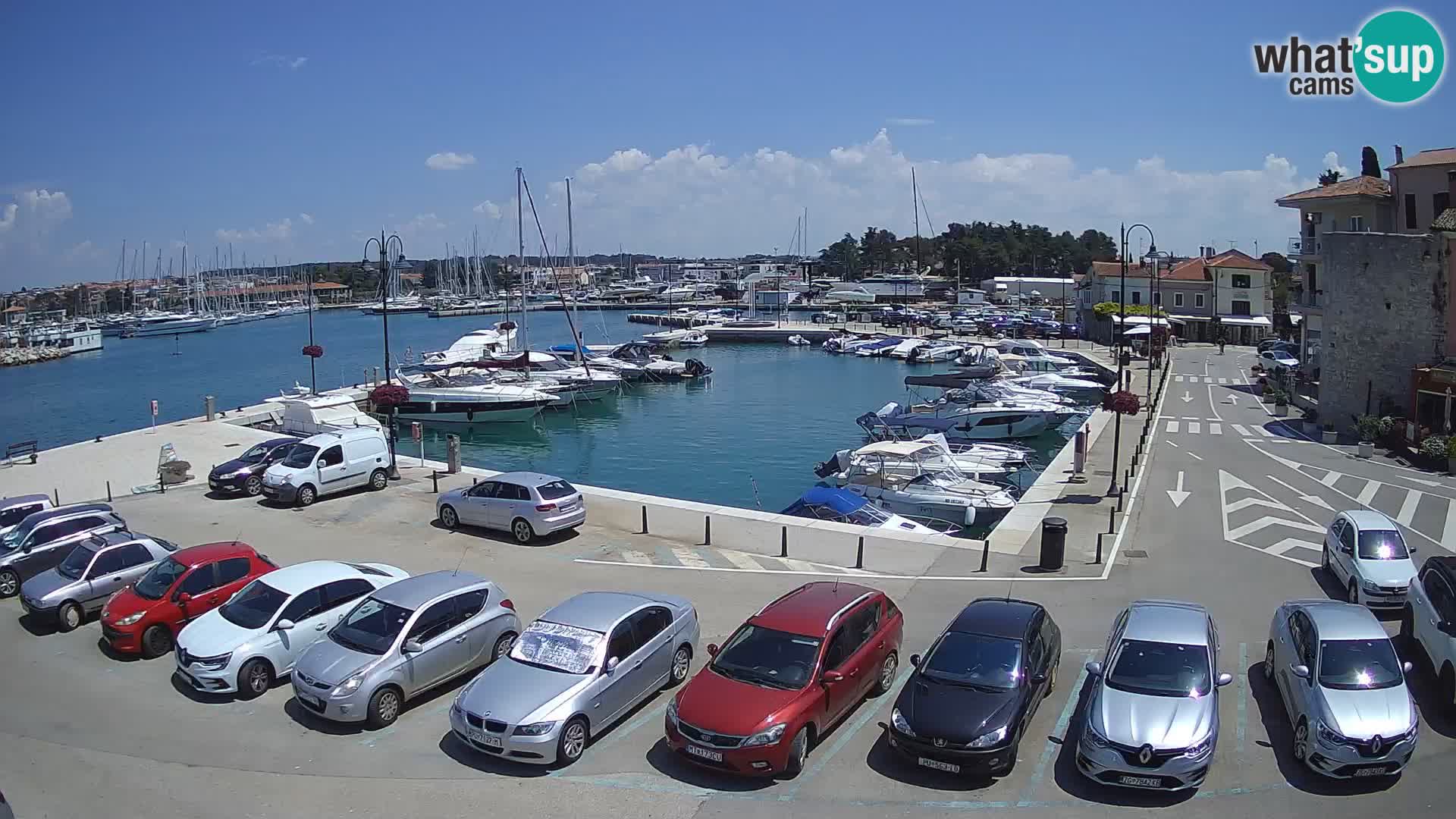 Novigrad | Porporela marina