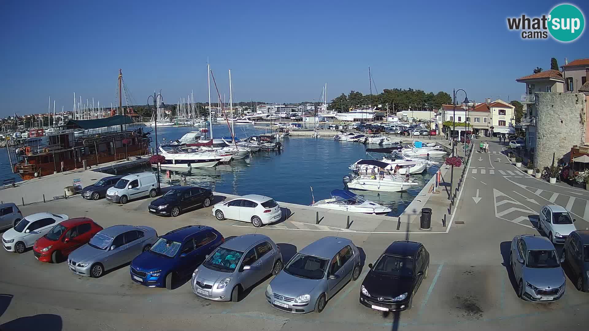 Novigrad | Porporela marina