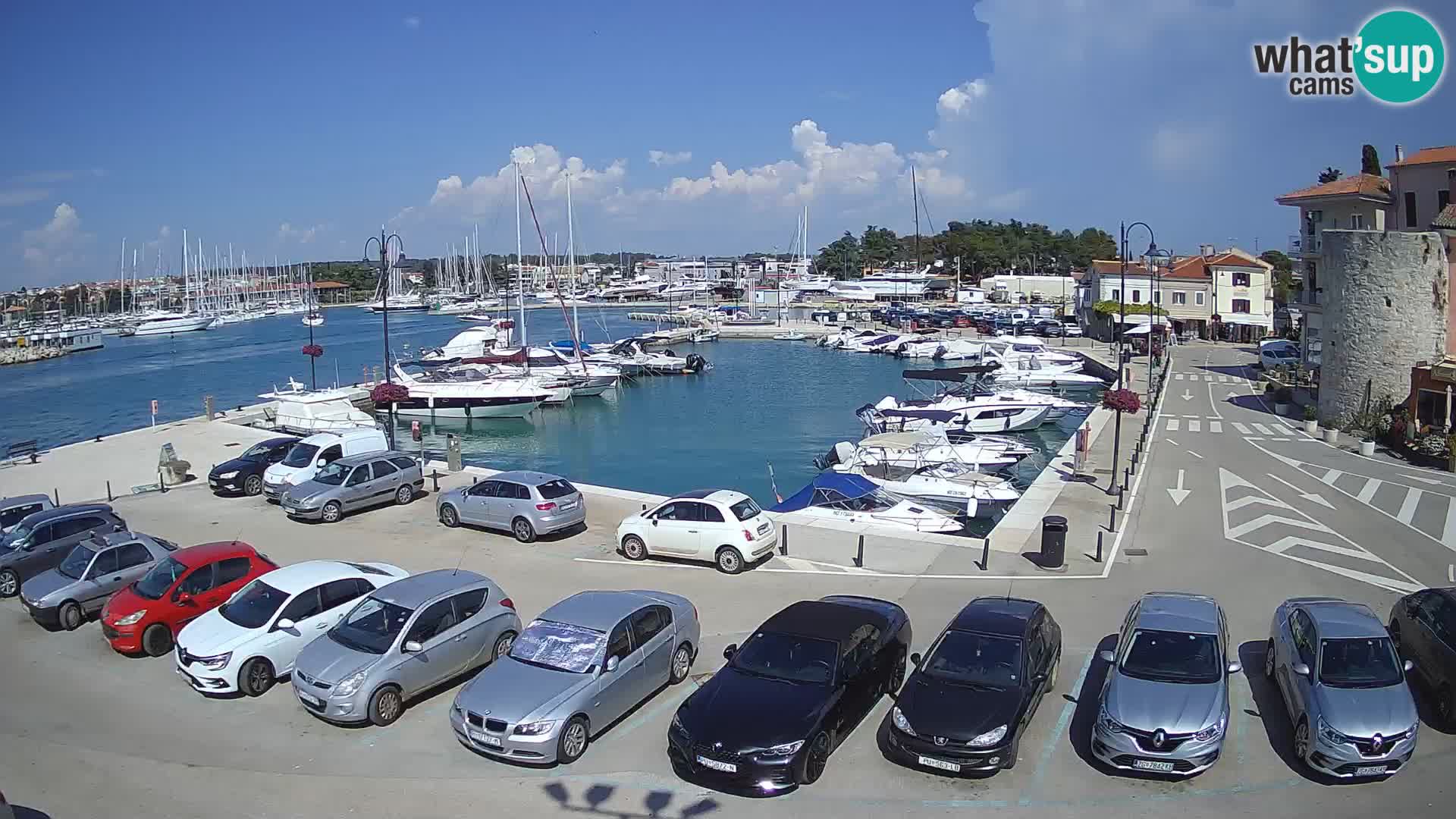 Novigrad | Porporela marina