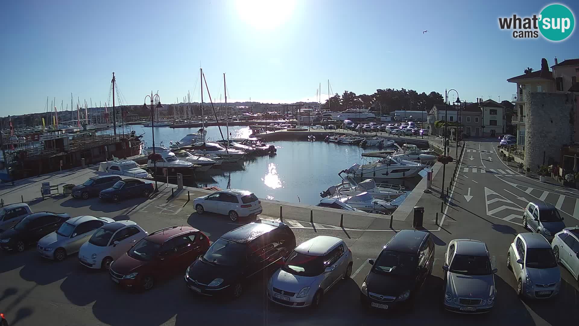 Novigrad | Porporela marina