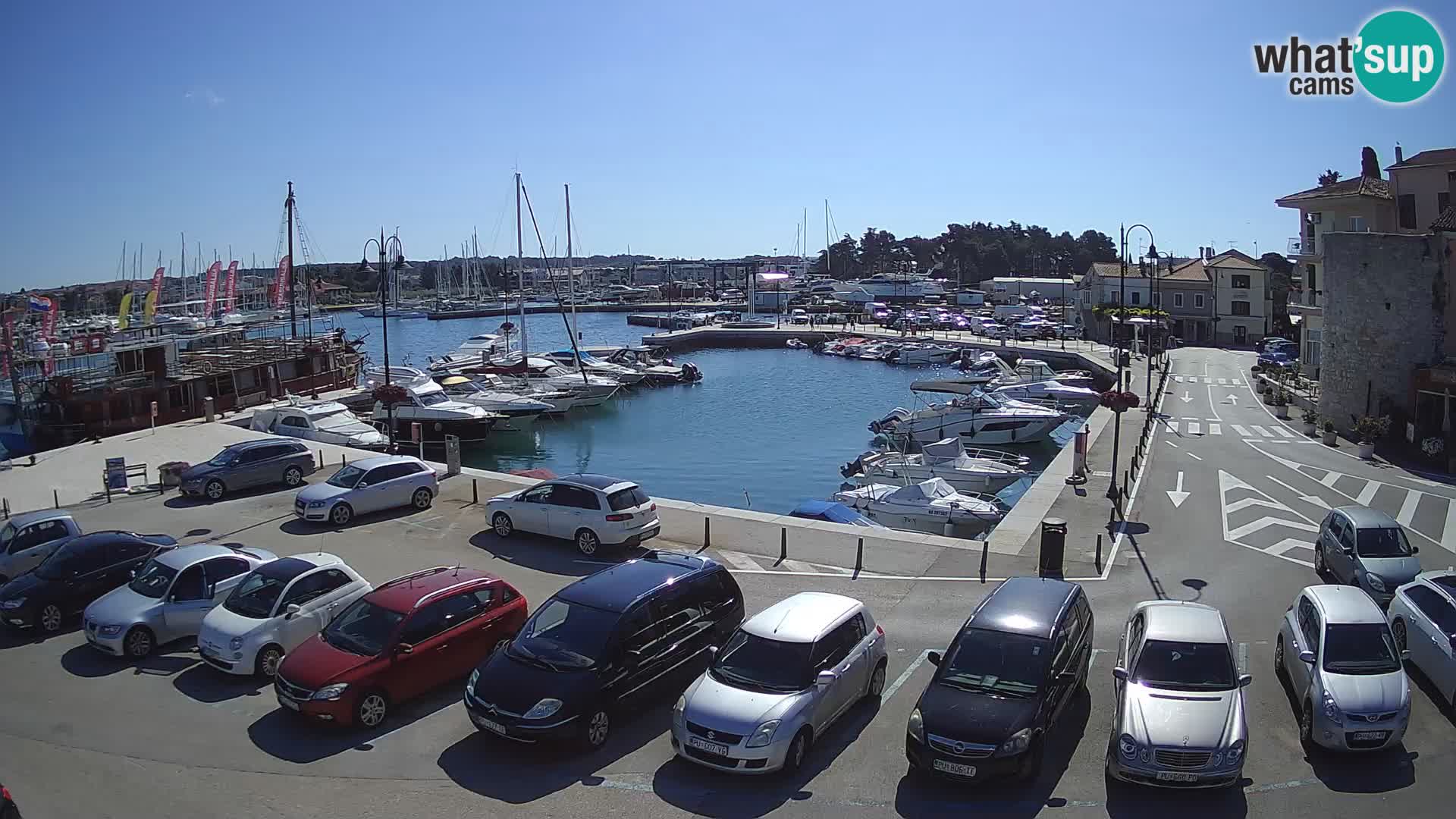 Novigrad | Porporela marina