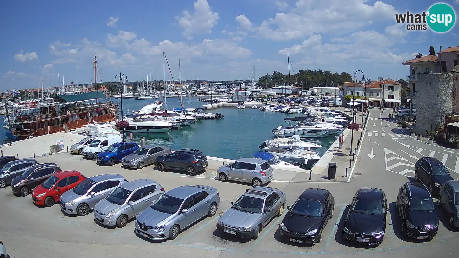 Novigrad | Porporela marina