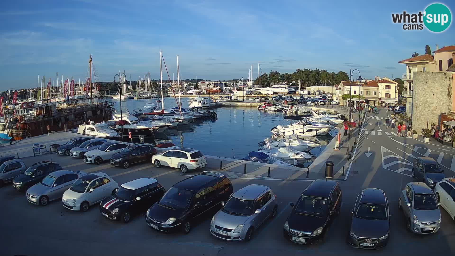 Novigrad | Porporela marina
