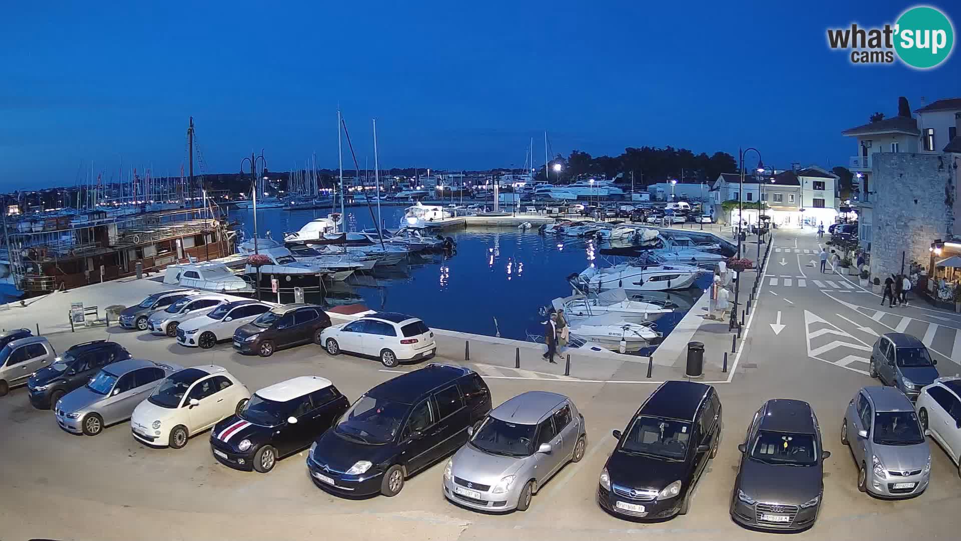 Novigrad | Porporela marina