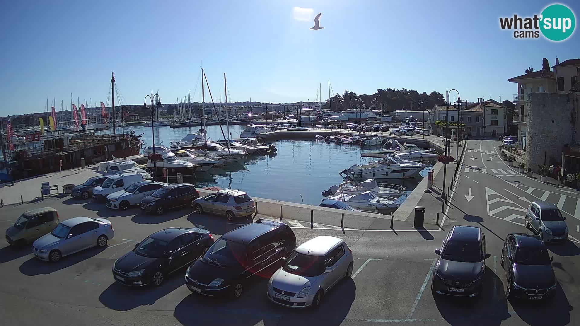 Novigrad | Porporela marina