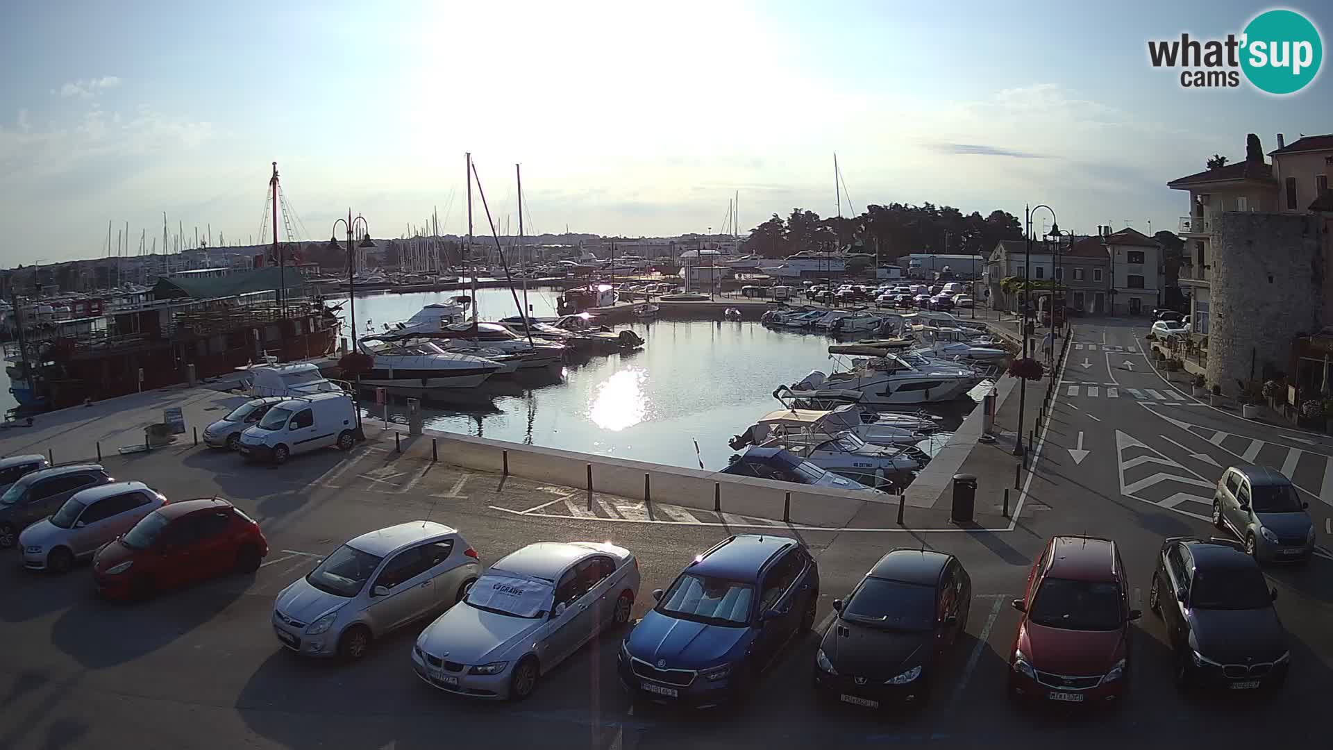 Novigrad | Porporela marina