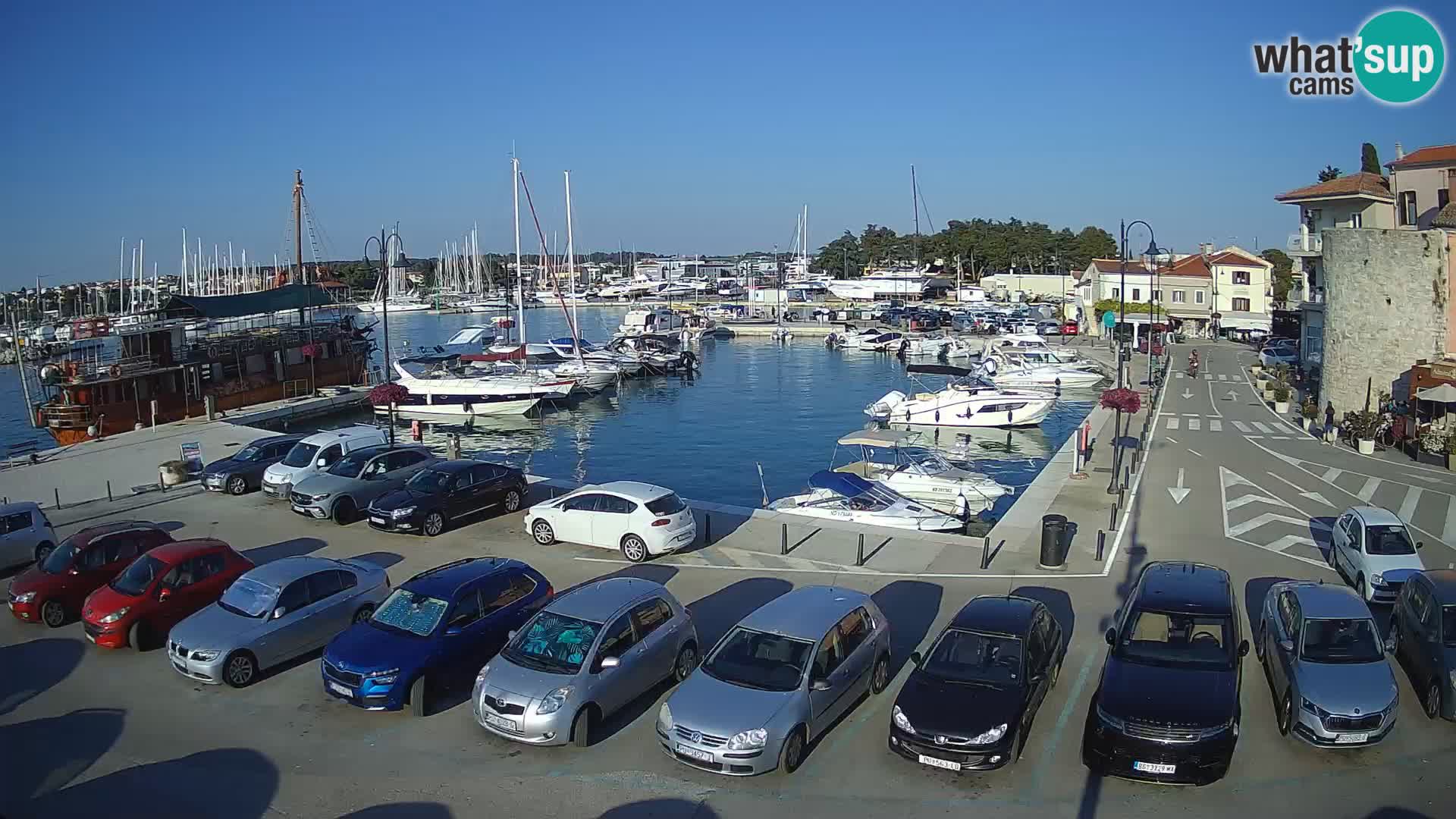 Novigrad | Porporela marina