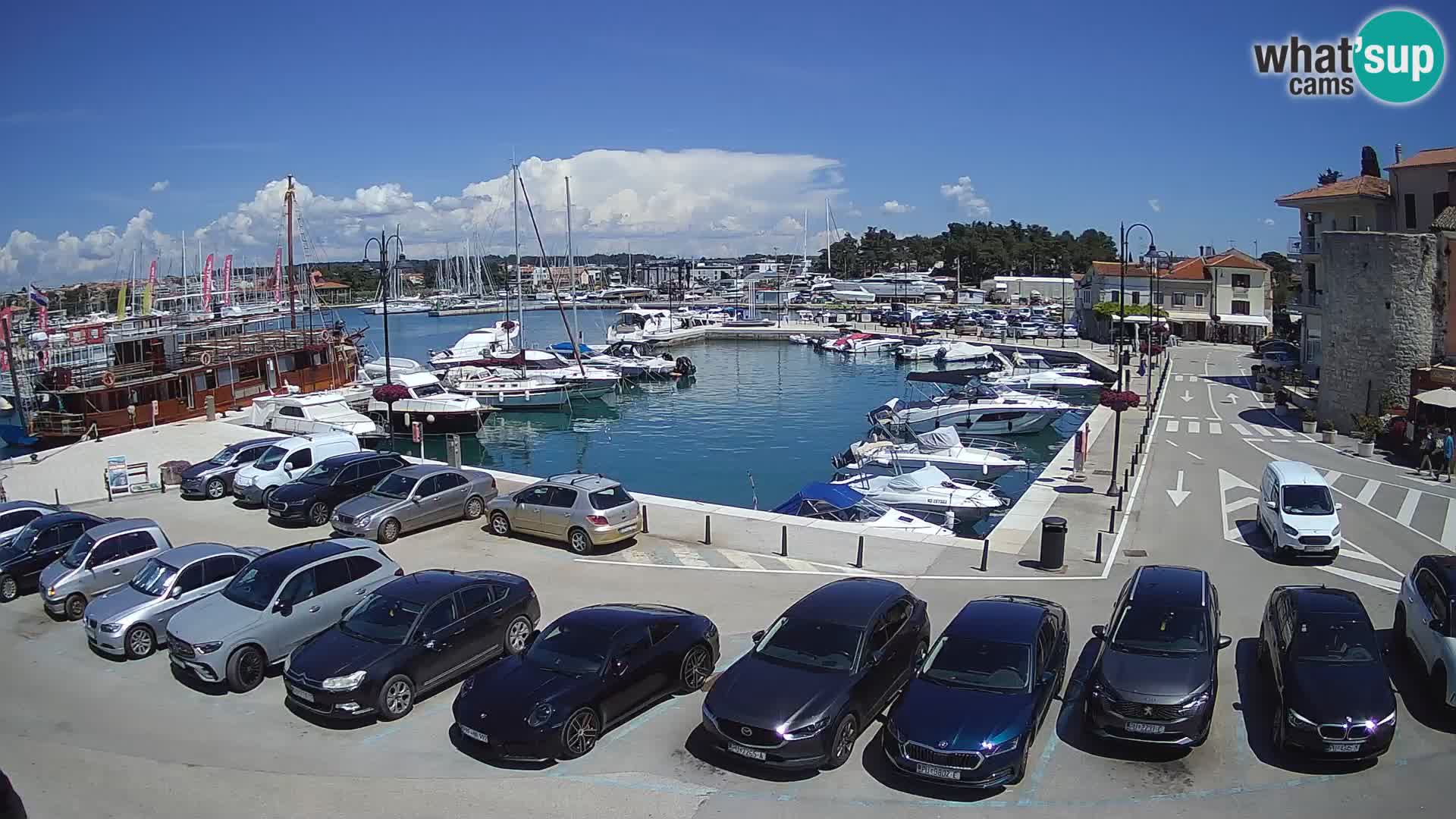 Novigrad | Porporela marina