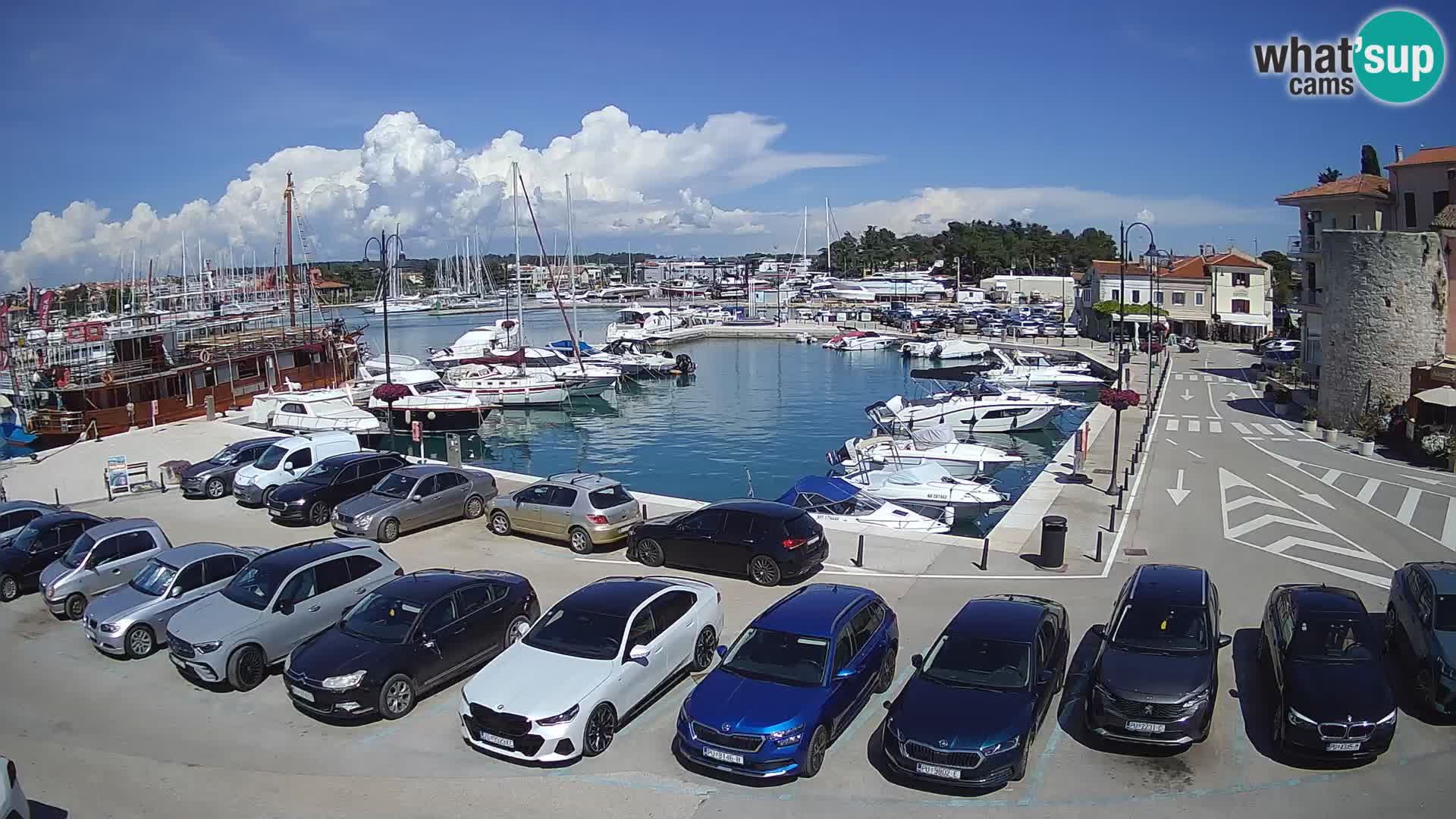 Novigrad | Porporela marina