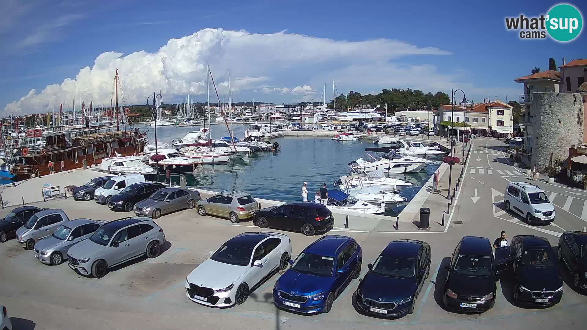 Novigrad | Porporela marina