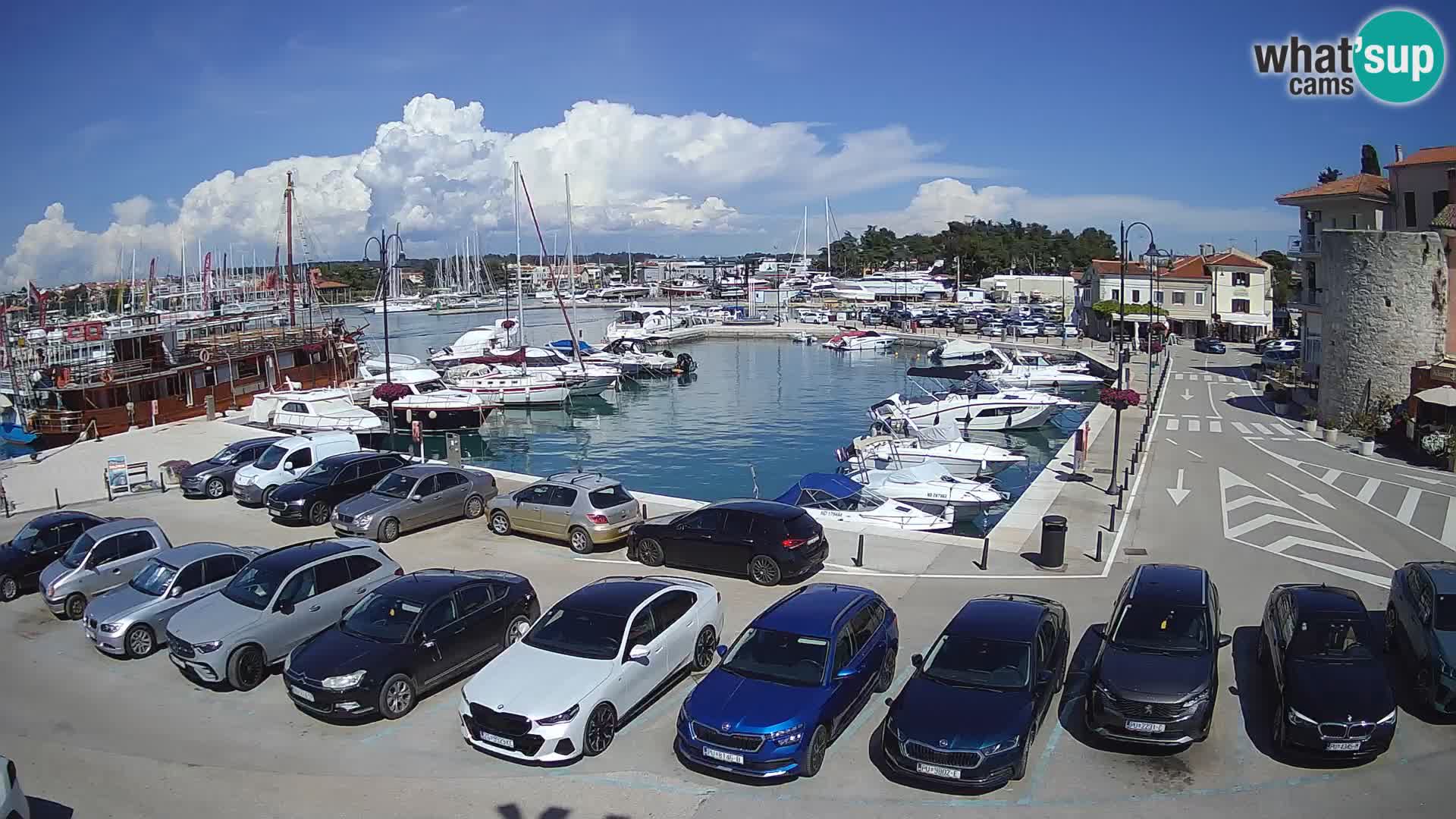 Novigrad | Porporela marina