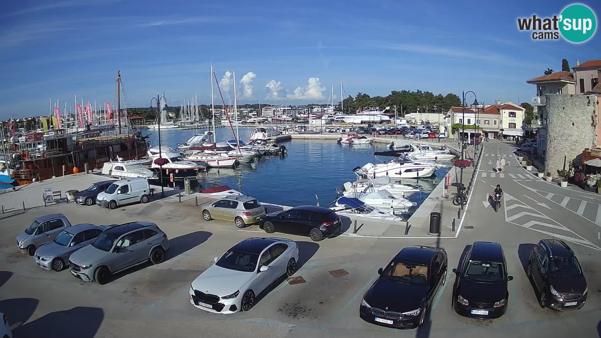 Novigrad | Porporela marina