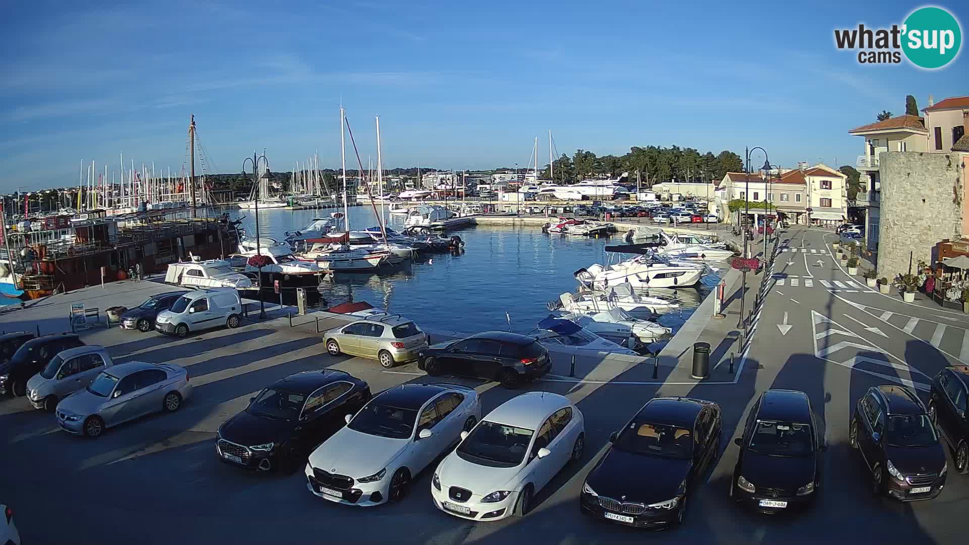 Novigrad | Porporela marina