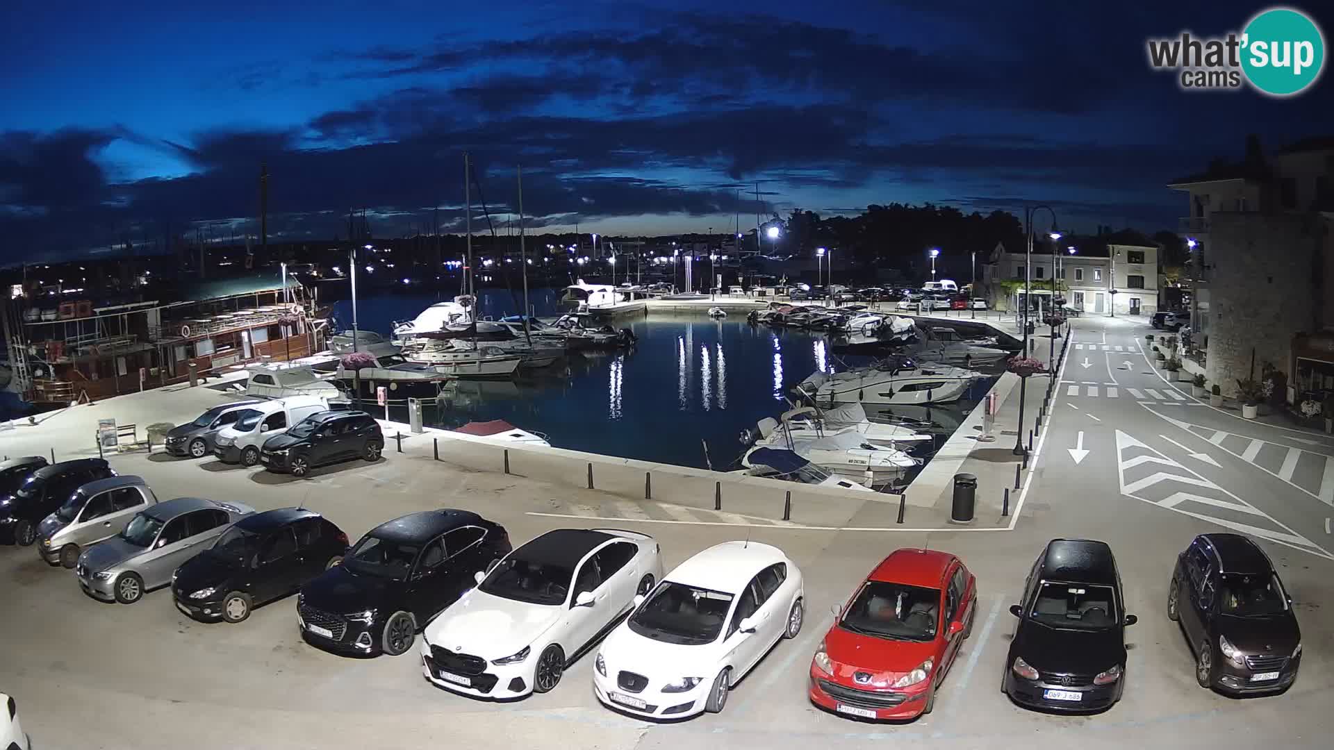 Novigrad | Porporela marina