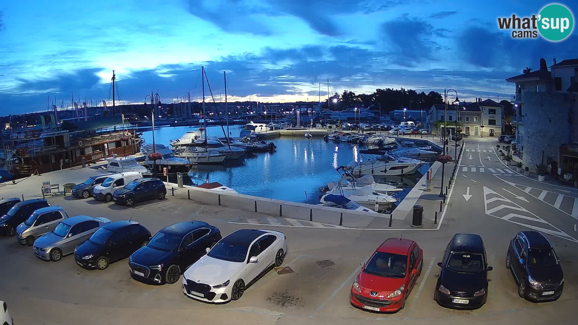 Novigrad | Porporela marina
